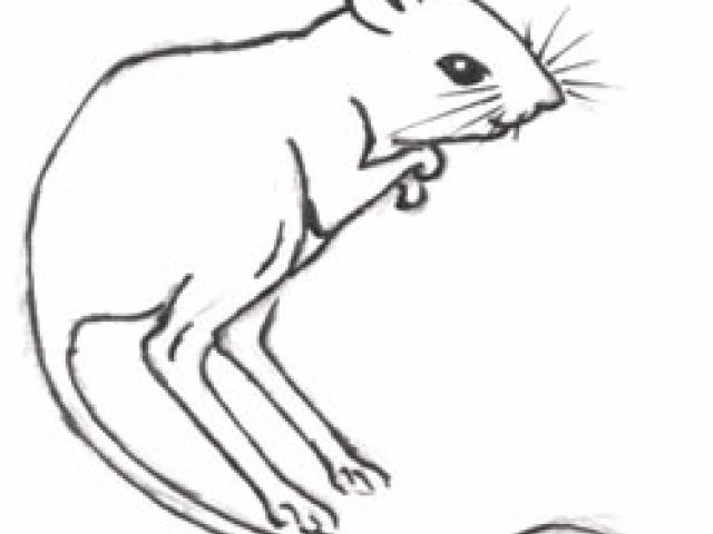 640x480 drawn rat kangaroo rat - Kangaroo Rat Drawing