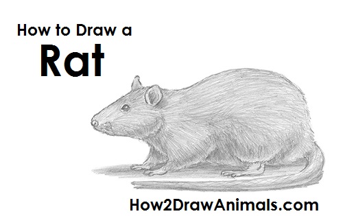 500x315 drawn rat kangaroo rat - Kangaroo Rat Drawing