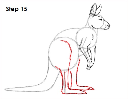 500x386 How To Draw A Kangaroo - Kangaroo Sketch Drawing