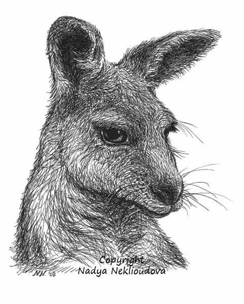 794x988 Kangaroo Art Print Australian Wildlife Pen And Ink Drawing Etsy - Kangaroo Sketch Drawing