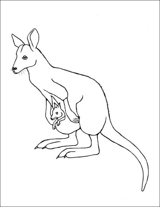 560x725 Kangaroo Sketch Drawing New Wallaby Google Search Gallery - Kangaroo Sketch Drawing