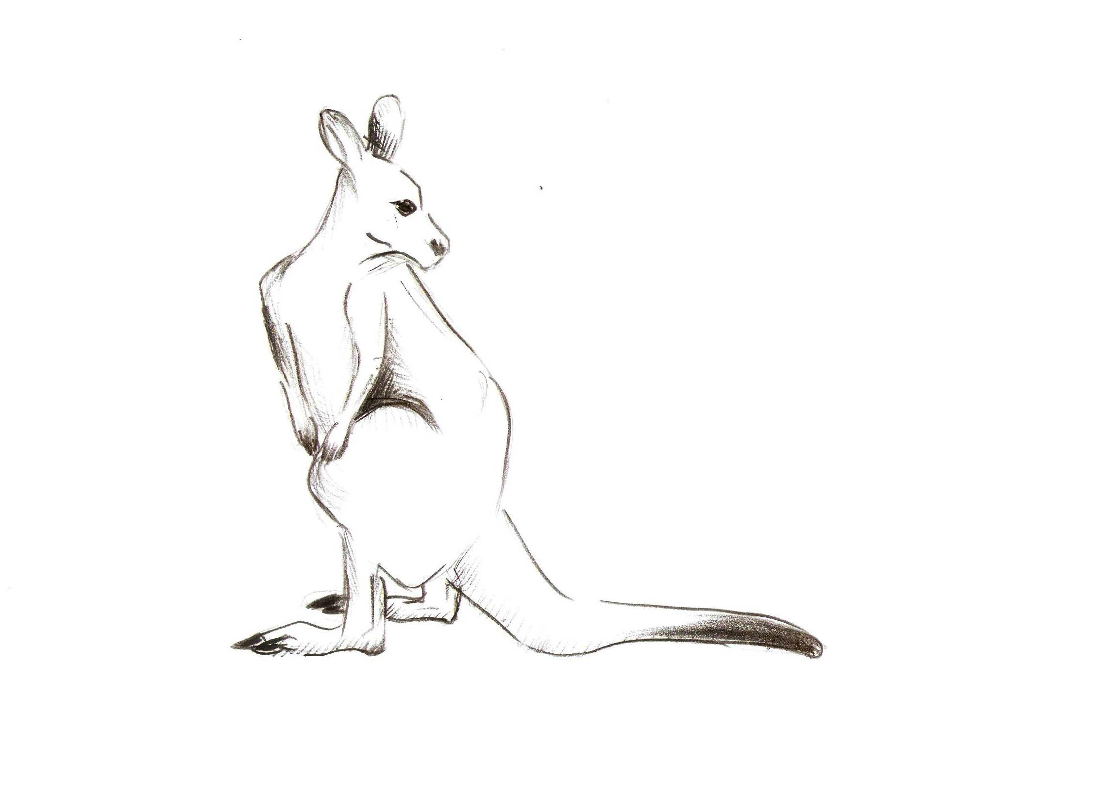 2253x1638 kangaroo sketch drawing and kangaroo sketch kangaroo - Kangaroo Sketch Drawing