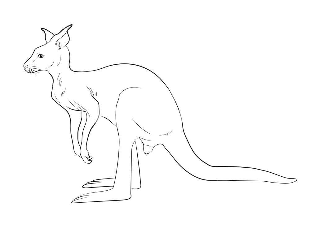 1000x766 Kangaroo Sketch Vector Illustration Royalty Free Stock Image - Kangaroo Sketch Drawing
