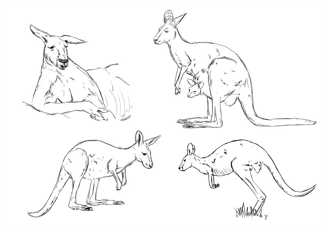 1063x752 Kangaroo Sketches - Kangaroo Sketch Drawing