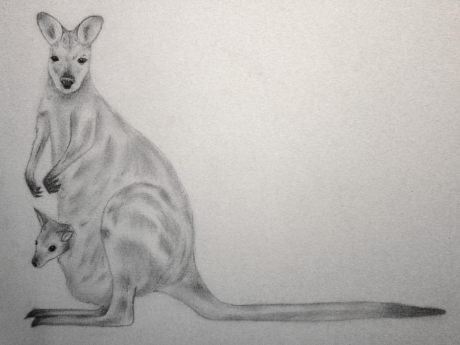 900x675 Kangaroo Animals Drawings Pictures Drawings Ideas For Kids - Kangaroo Sketch Drawing