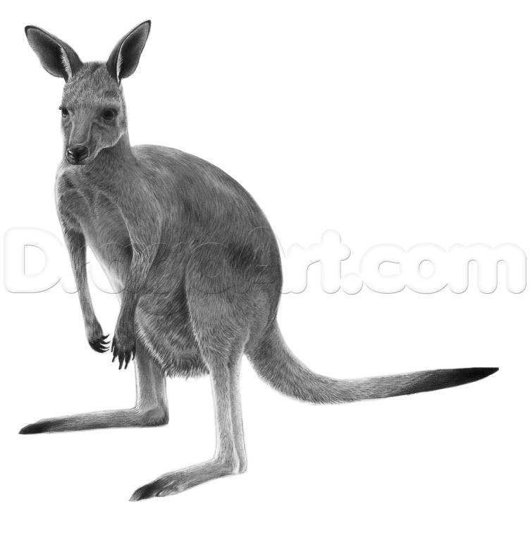 752x769 Drawings Of Kangaroos - Kangaroo Sketch Drawing