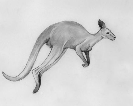 438x350 Drawn Kangaroo Sketch - Kangaroo Sketch Drawing