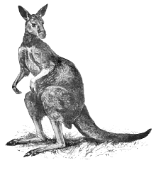 220x240 Free Kangaroo Clipart - Kangaroo Sketch Drawing