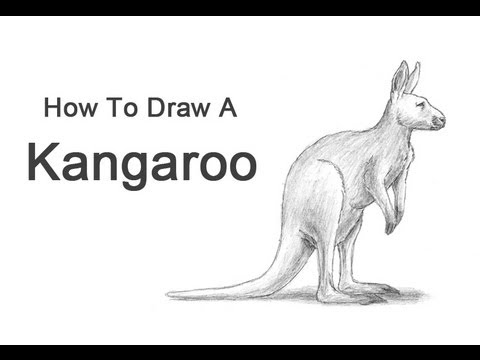 480x360 How To Draw A Kangaroo - Kangaroo Sketch Drawing