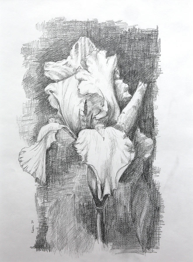 662x900 Iris Pencil Drawing Drawing - Karen Drawing