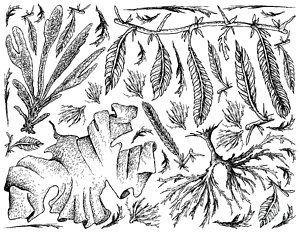 300x233 sea kelp drawings fine art america - Kelp Drawing