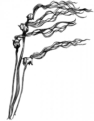 375x485 drawings - Kelp Drawing