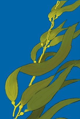 270x400 kelp drawing for crib bumper stuff for in ocean mural - Kelp Drawing
