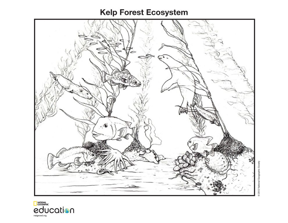 990x765 kelp forest ecosystem national geographic society - Kelp Forest Drawing