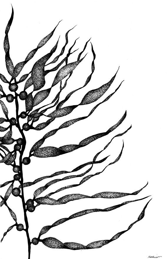 570x876 Seaweed Drawing Kelp Forest For Free Download - Kelp Forest Drawing