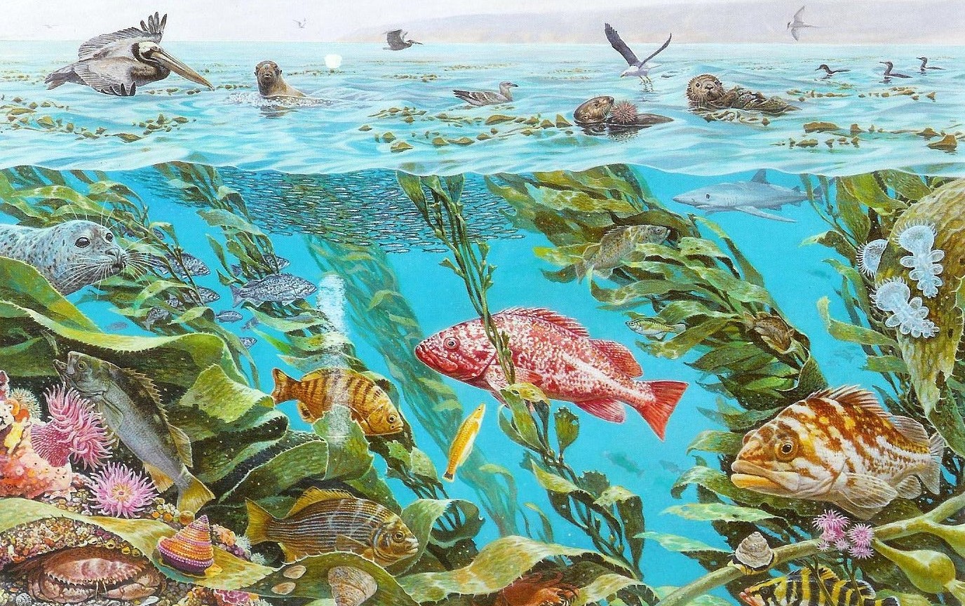 1376x864 Unscienced Staying Afloat In A Sea Of Research - Kelp Forest Drawing