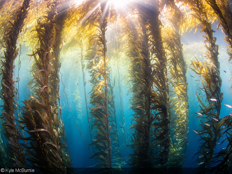 800x600 Underwater Photography In Kelp Forests - Kelp Forest Drawing