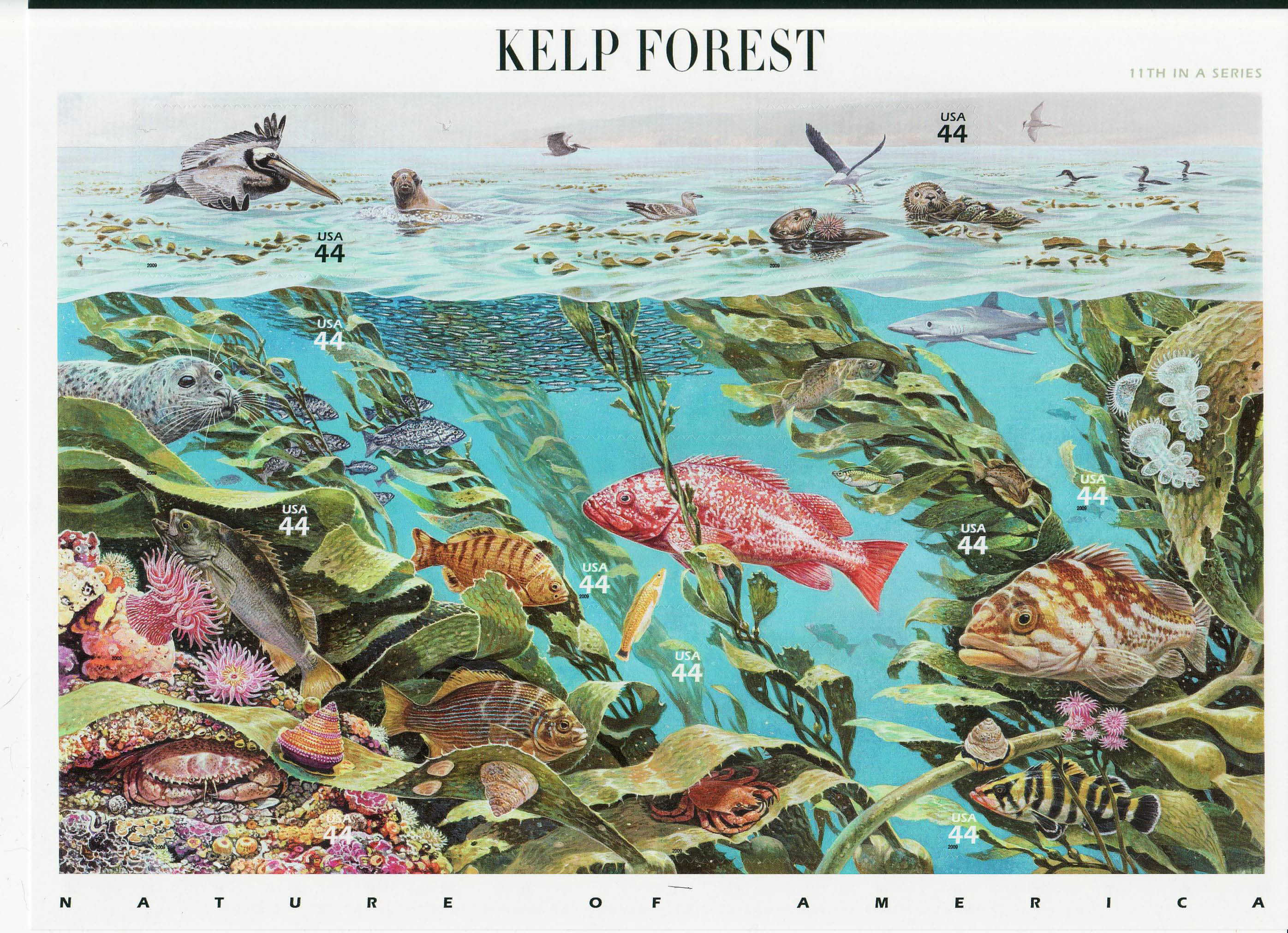 Kelp Forest Drawing at Explore collection of Kelp