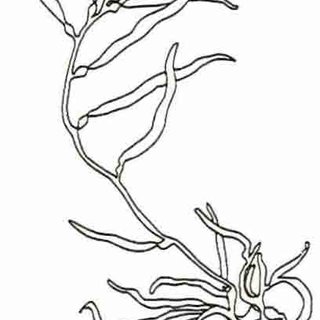 320x320 Kelp Forest Ecosystems In Southern California A Sketch - Kelp Forest Drawing