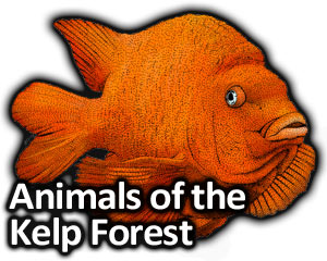 300x240 Animals Of The Kelp Forests Full Color Line Art Illustrations - Kelp Forest Drawing