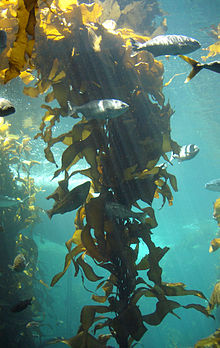 220x348 Brown Algae - Kelp Forest Drawing