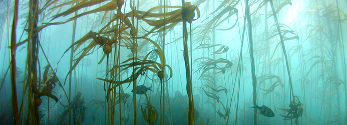 690x250 Bull Kelp - Kelp Forest Drawing