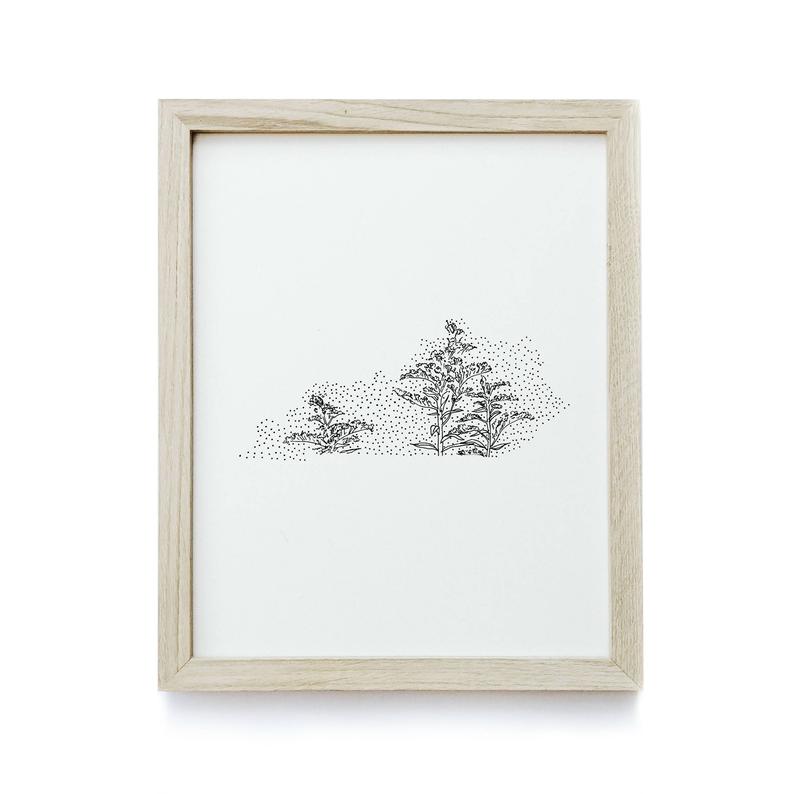 794x794 kentucky golden rod state flower drawing giclee etsy - Kentucky Drawing