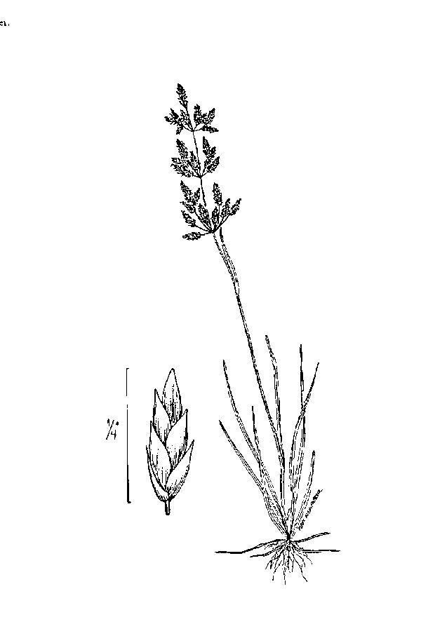600x900 Large Image For Poa Pratensis - Kentucky Drawing