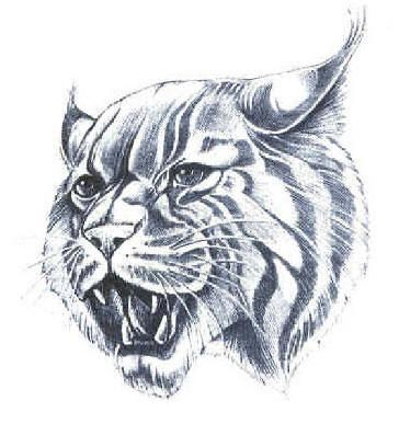 364x387 wildcat drawing wildcat pride kentucky wildcats, university - Kentucky Drawing