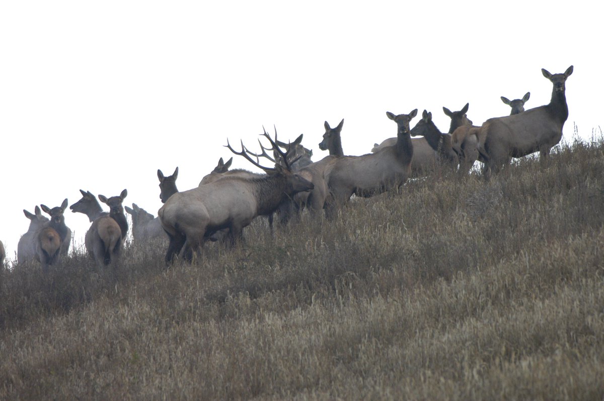 1200x798 ky fish wildlife on twitter kentucky - Kentucky Drawing