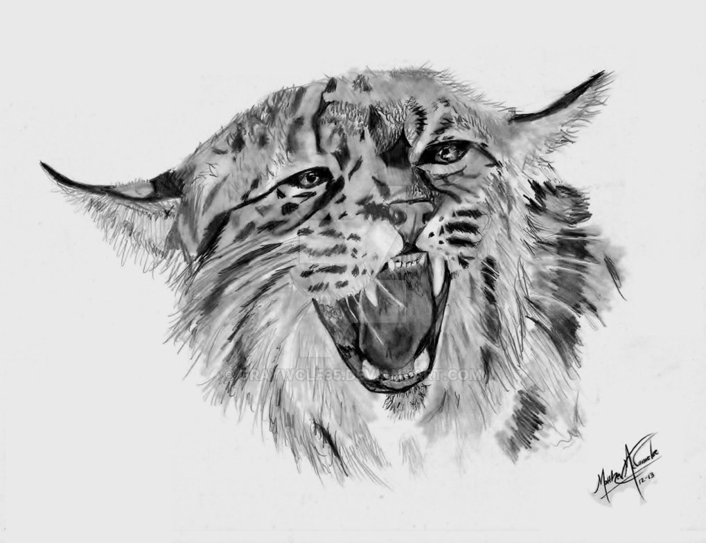 1019x784 kentucky wildcat - Kentucky Wildcat Drawing