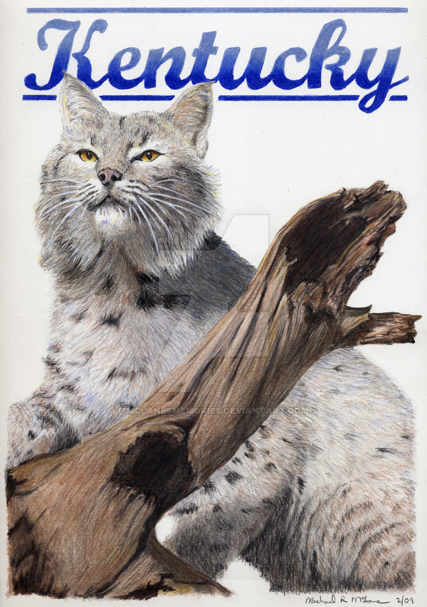 600x852 kentucky wildcat - Kentucky Wildcat Drawing