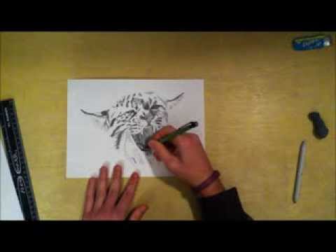 480x360 speed drawing of a kentucky wildcat - Kentucky Wildcat Drawing