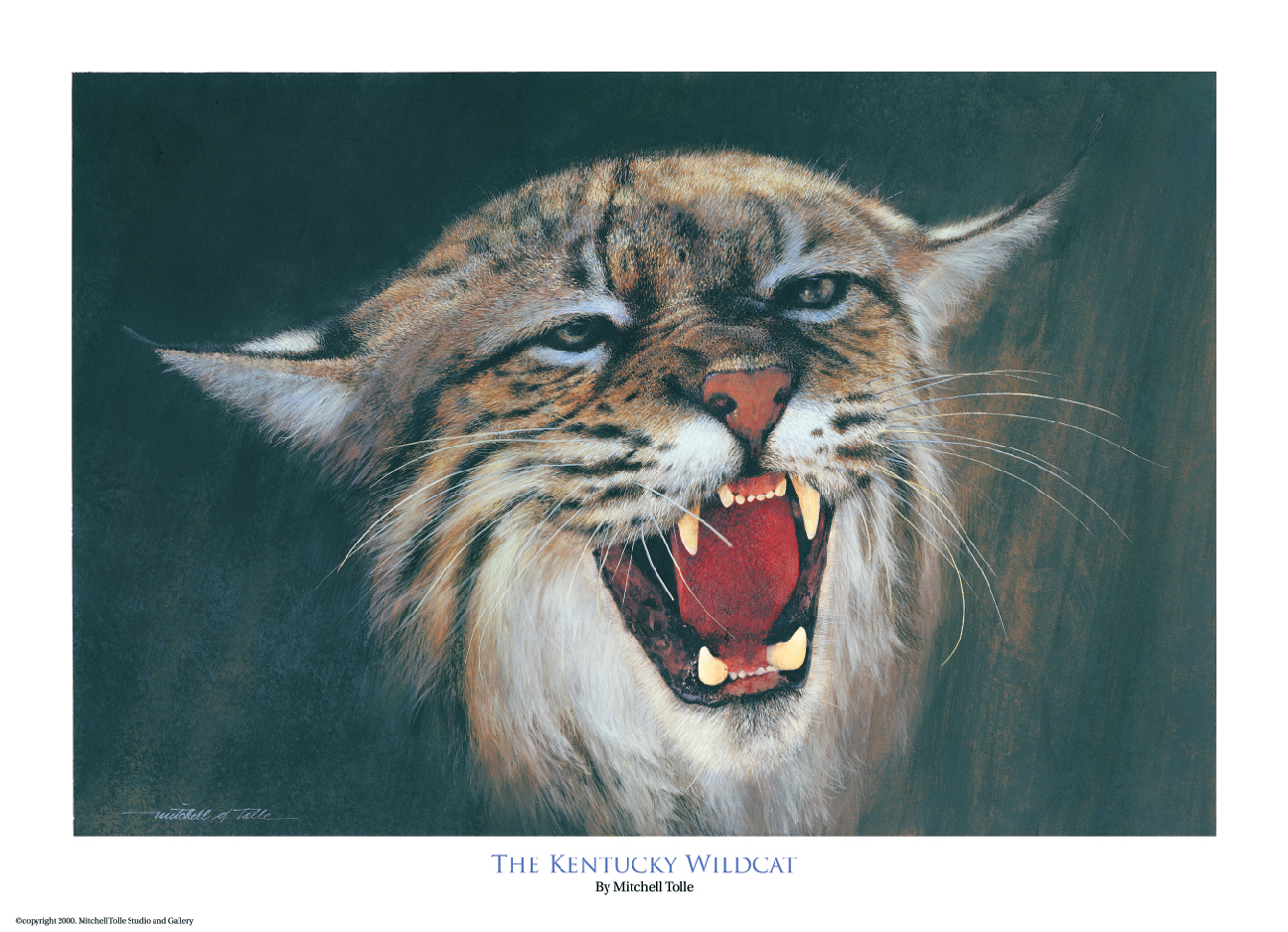 1296x938 the kentucky wildcat signed only artist mitchell tolle - Kentucky Wildcat Drawing