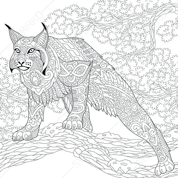 570x570 wildcat coloring - Kentucky Wildcat Drawing