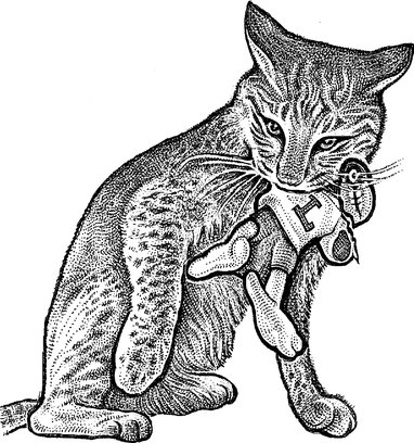 382x408 as kentucky heads to the final four, the wildcats don't have - Kentucky Wildcat Drawing