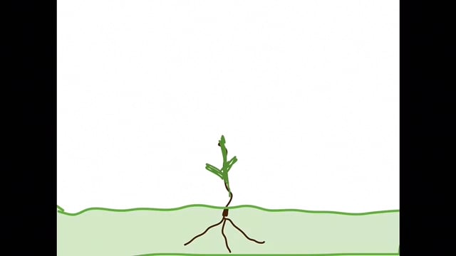 640x360 Drawing In Keynote Quick Animation On Vimeo - Keynote Drawing