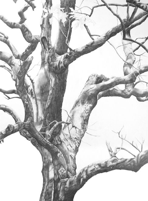 488x663 Keystone Ancient Forest Graphite Pencil Drawing - Keystone Drawing