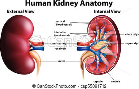 450x289 diagram showing human kidney anatomy illustration - Kidney Drawing