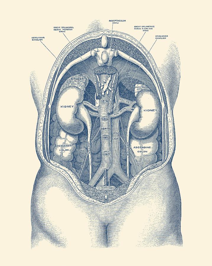 717x900 human kidney system - Kidney Drawing
