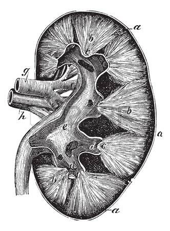 332x450 human kidney, vintage engraving old engraved illustration - Kidney Drawing