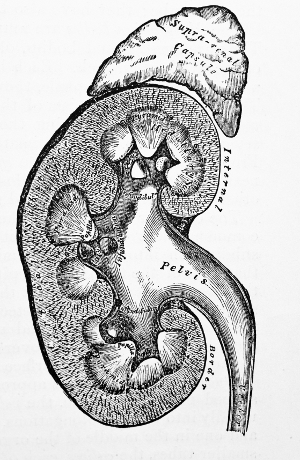 300x460 irregular heartbeat elevates risk of kidney failure uc san francisco - Kidney Drawing