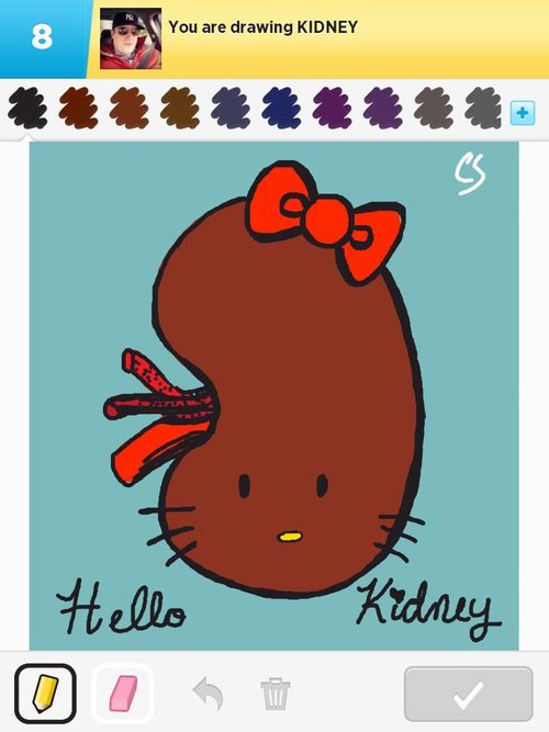 500x667 kidney drawings - Kidney Drawing