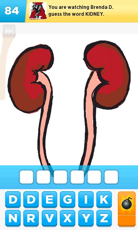 480x800 kidney drawings - Kidney Drawing