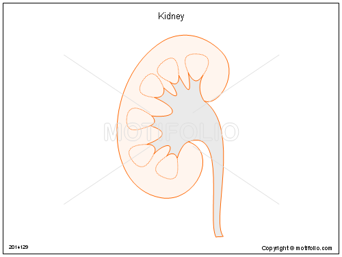 500x375 kidney illustrations - Kidney Drawing