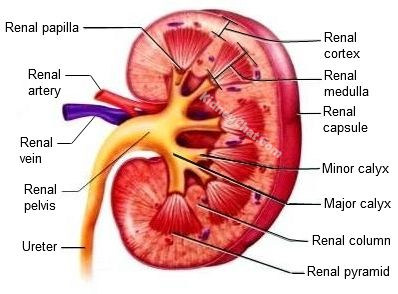 398x294 kidney parts diagram - Kidney Drawing