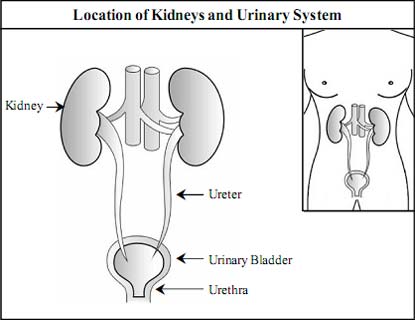 415x320 kidney and its function vikaspedia - Kidney Drawing