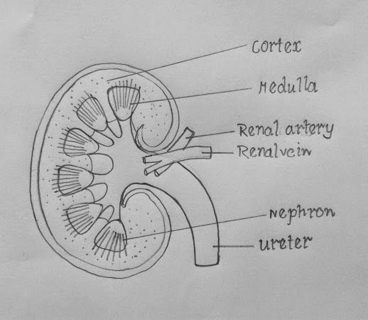 kidney-drawing-at-paintingvalley-explore-collection-of-kidney-drawing