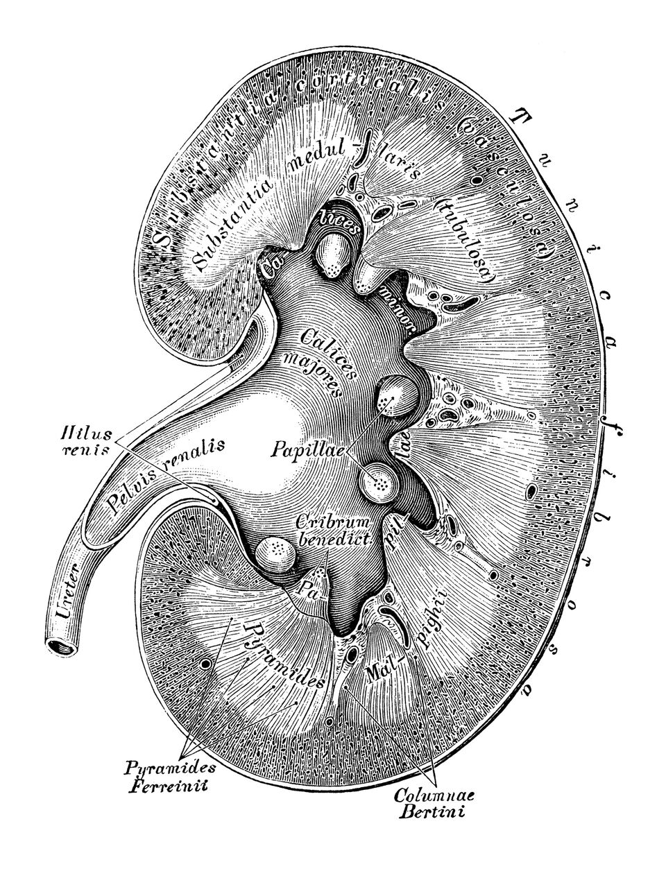 960x1266 the body engineer correct a kidney and correct things - Kidney Drawing