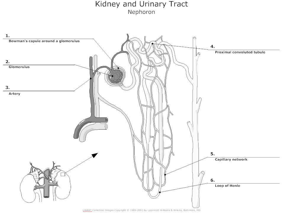 960x720 urinary system diagram - Kidney Drawing